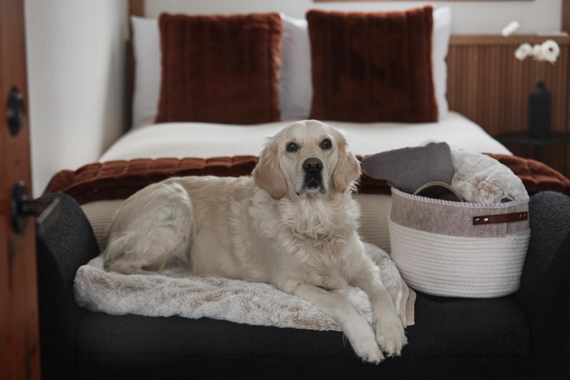 Chambre Familiale avec Lit Queen-Size